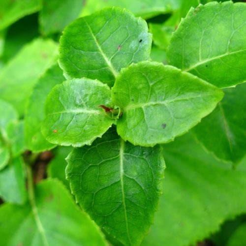 Hydrangea petiolaris - Future Forests