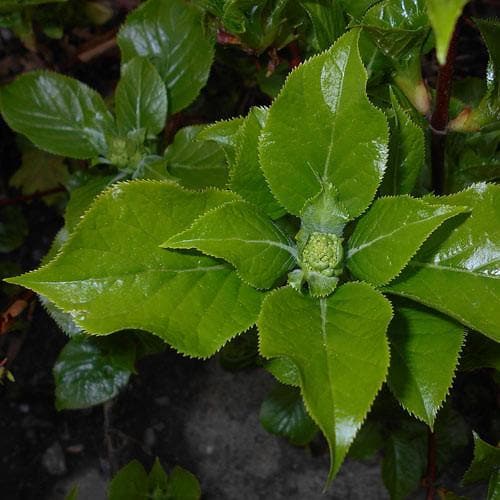 Hydrangea petiolaris - Future Forests