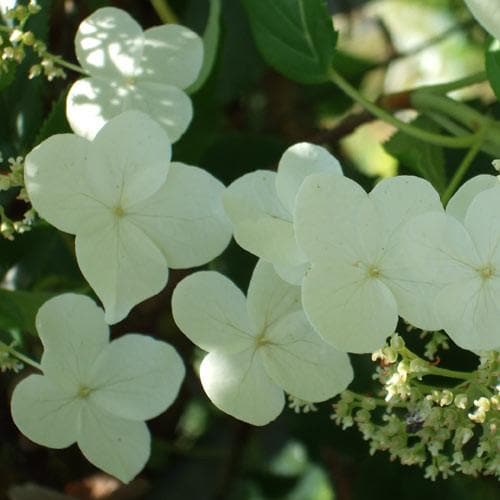 Hydrangea petiolaris - Future Forests