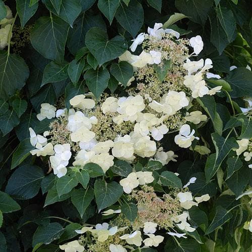 Hydrangea petiolaris - Future Forests