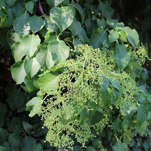 Hydrangea petiolaris - Future Forests