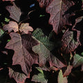 Hydrangea quercifolia Burgundy