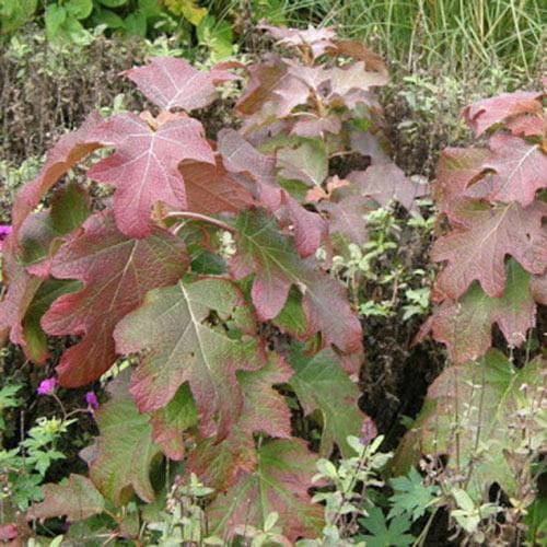 Hydrangea quercifolia Burgundy