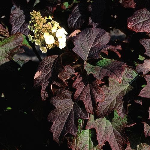 Hydrangea quercifolia Burgundy