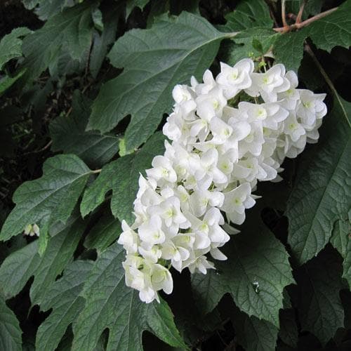 Hydrangea quercifolia Snow Queen - Future Forests