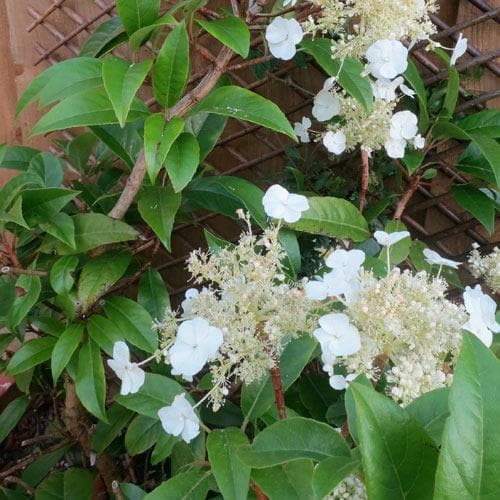 Hydrangea seemannii