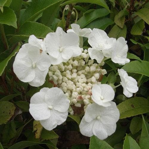 Hydrangea seemannii