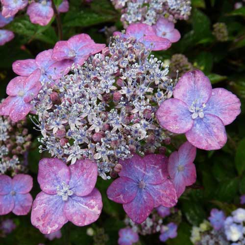 Hydrangea serrata Mount Aso