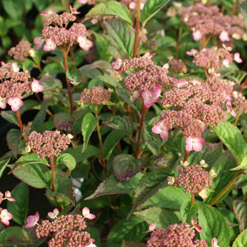 Hydrangea serrata Mount Aso