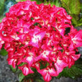 Hydrangea macrophylla Red Angel