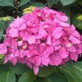 Hydrangea macrophylla Bouquet Rose