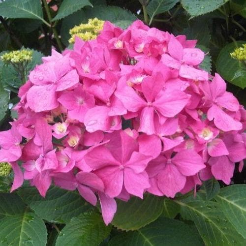 Hydrangea macrophylla Bouquet Rose