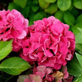 Hydrangea macrophylla Masja (Sibilla)