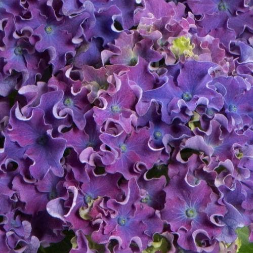 Hydrangea macrophylla Curly Sparkle Purple