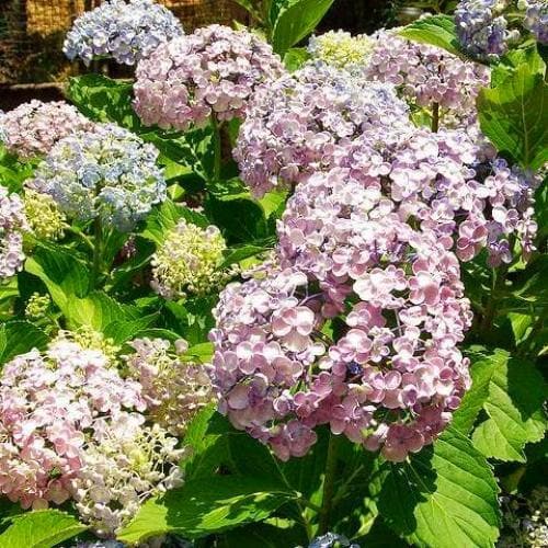 Hydrangea macrophylla Ayesha - Future Forests