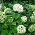 Hydrangea arborescens Annabelle - Future Forests