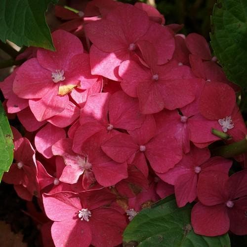 Hydrangea macrophylla Leuchtfeuer - Future Forests