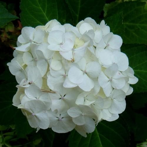 Hydrangea macrophylla Mme Emile Mouillere - Future Forests