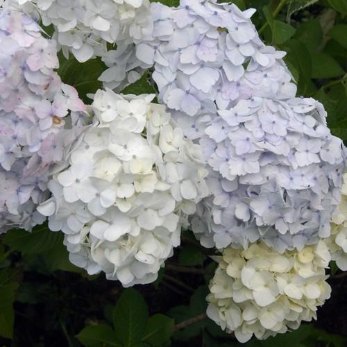 Hydrangea macrophylla Mme Emile Mouillere - Future Forests