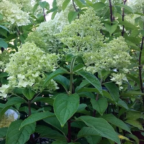 Hydrangea paniculata Limelight® - Future Forests