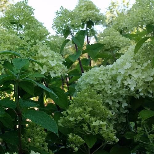 Hydrangea paniculata Limelight® - Future Forests