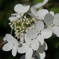 Hydrangea paniculata Angel's Blush