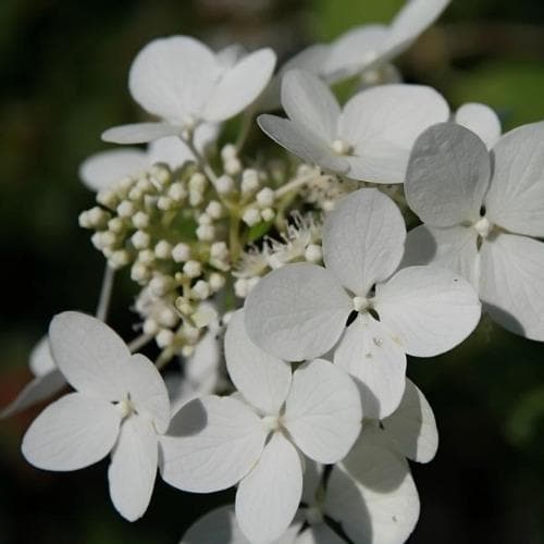 Hydrangea paniculata Angel's Blush