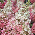 Hydrangea paniculata Candlelight®