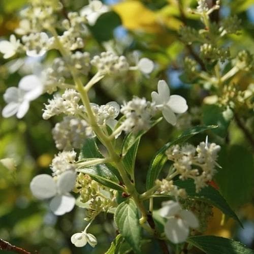 Hydrangea paniculata Kyushu