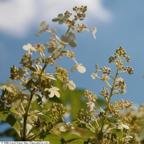 Hydrangea paniculata Kyushu