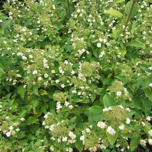 Hydrangea paniculata Kyushu