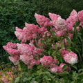 Hydrangea paniculata Vanilla Fraise - Future Forests