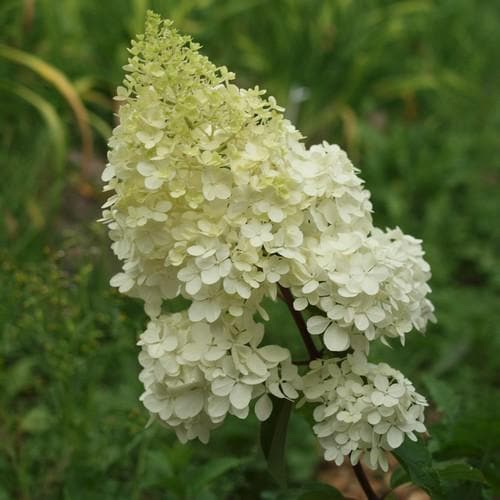 Hydrangea paniculata Vanilla Fraise - Future Forests