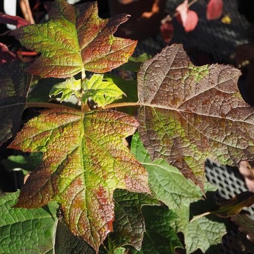 Hydrangea quercifolia Harmony - Future Forests