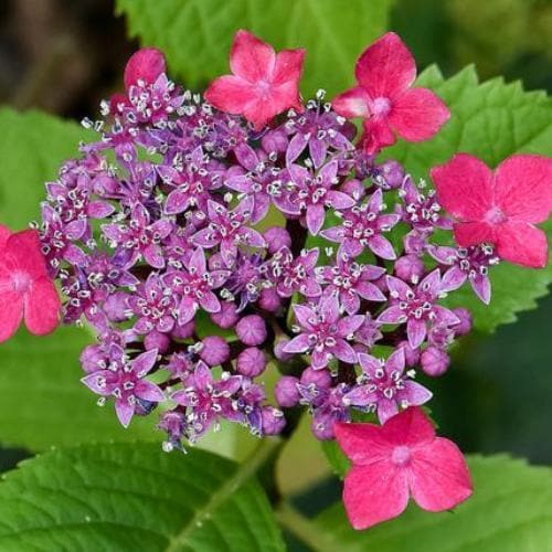 Hydrangea macropylla Teller Red - Future Forests