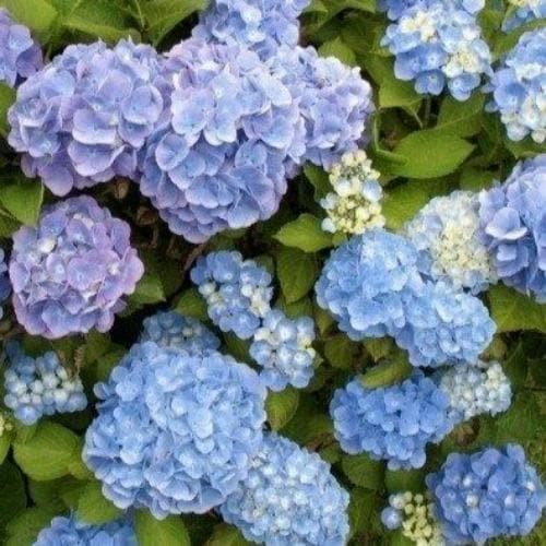 Hydrangea macrophylla Candy Heart Blue