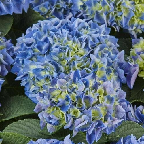 Hydrangea macrophylla Candy Heart Blue