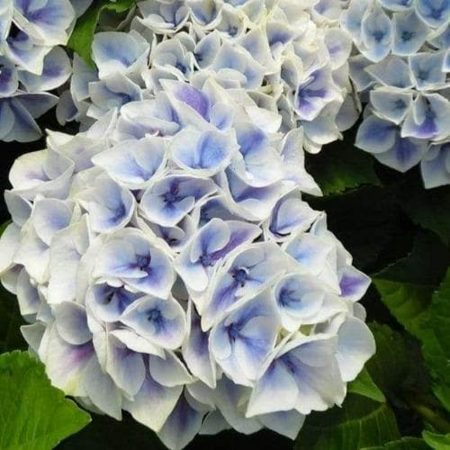 Hydrangea macrophylla Candy Heart Blue