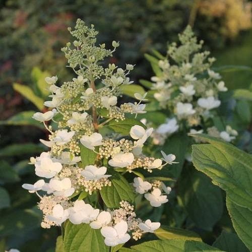 Hydrangea paniculata Kyushu