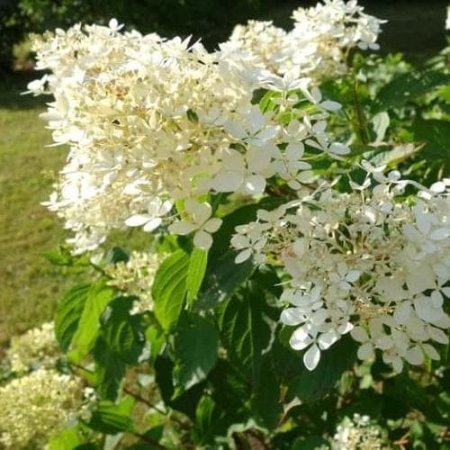 Hydrangea paniculata Kyushu