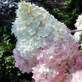 Hydrangea paniculata Magical Andes