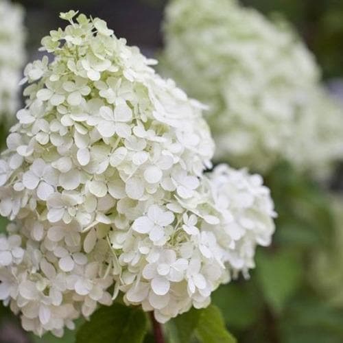 Hydrangea paniculata Polar Bear