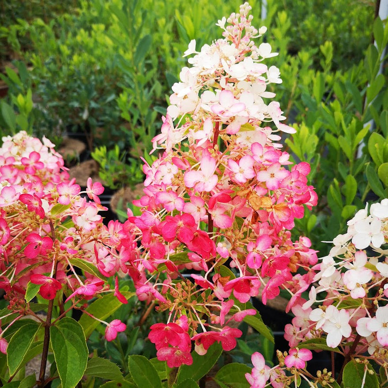 Hydrangea paniculata Pinky Winky