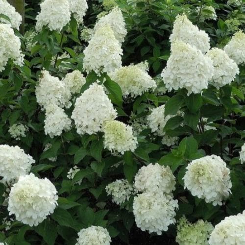 Hydrangea paniculata Silver Dollar