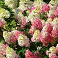 Hydrangea paniculata Sundae Fraise