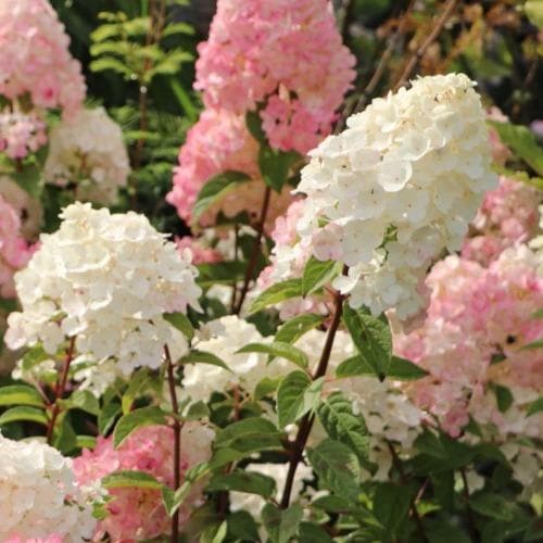 Hydrangea paniculata Sundae Fraise