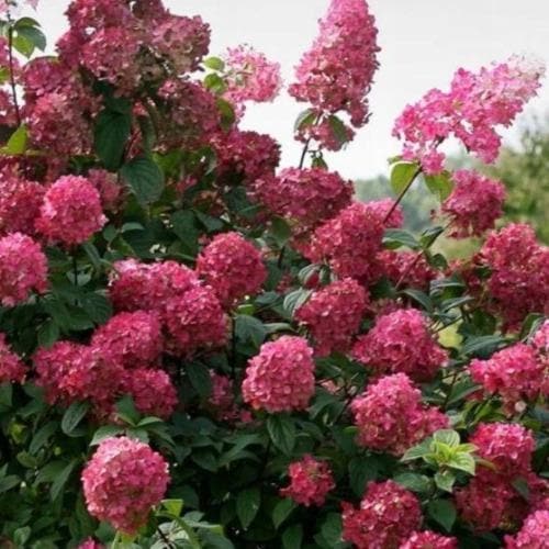 Hydrangea paniculata Wim's Red