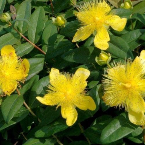 Hypericum calycinum Pot | 9cm / Young plant