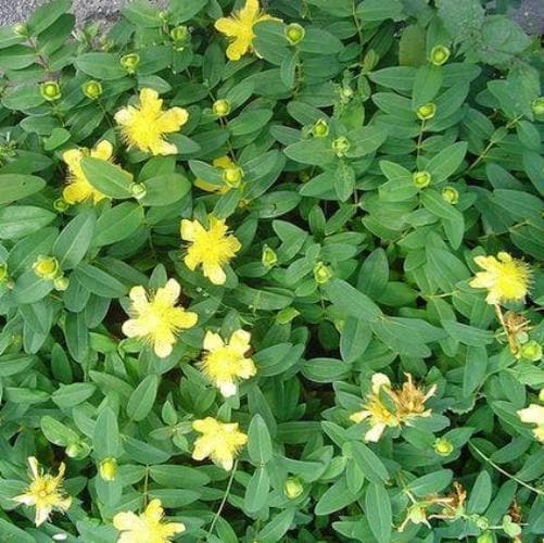 Hypericum calycinum - Future Forests