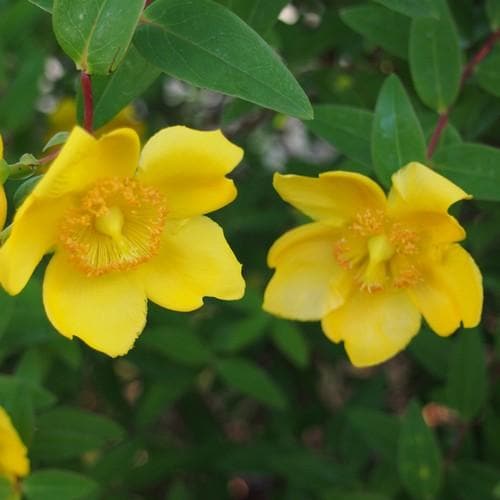 Hypericum x hidcoteense Hidcote - Future Forests